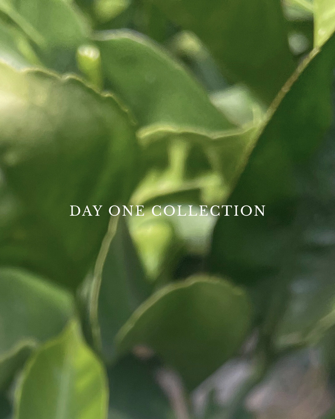 Day One Collection by HOT WAX, green leaves with text overlay
