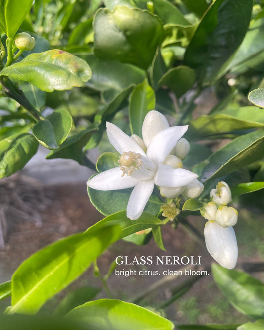 Glass Neroli 02 by HOT WAX, white citrus blossom on green branch with text overlay